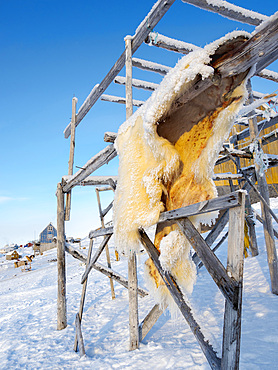 Fur of a polar bear. Hunting is strictly regulated and only for personal use of the locals. The traditional and remote greenlandic inuit village Kullorsuaq, Melville Bay, part of Baffin Bay. America, North America, Greenland, Danish territory