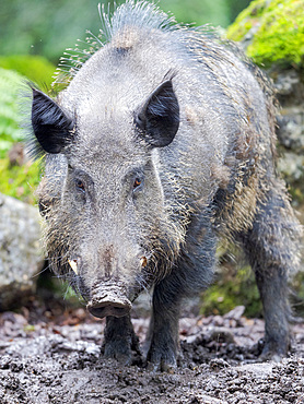 Male, tusker. Wild Boar (Sus scrofa) in Forest. National Park Bavarian Forest, enclosure. Europe, Germany, Bavaria