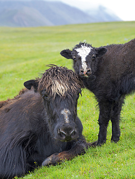 Domestic Yak ( Jak, Bos mutus ) on their summer pasture. Alaj Valley in the Pamir mountains. Asia, central Asia, Kyrgyzstan