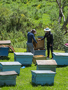 Beekeepers near the mountain road from Jalal-Abad (Dzhalal-Abad, Djalal-Abat, Jalalabat) to mountain pass Urum Basch Ashuusu in the Tien Shan mountains or heavenly mountains in Kirghizia. Asia, central Asia, Kyrgyzstan