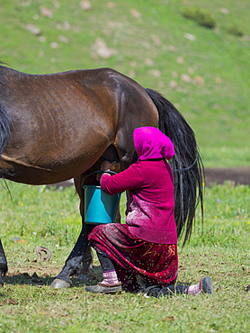 A mare is milked. National Park Besch Tasch in the Talas Alatoo mountain range, Tien Shan or Heavenly Mountains. Asia, Central Asia, Kyrgyzstan