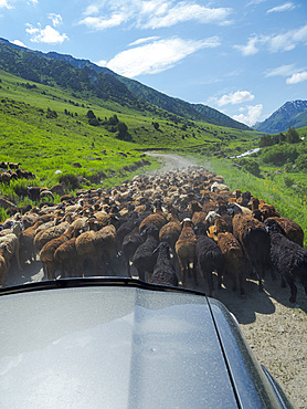 Sheep drive to their high altitude summer pasture. National Park Besch Tasch in the Talas Alatoo mountain range, Tien Shan or Heavenly Mountains. Asia, Central Asia, Kyrgyzstan