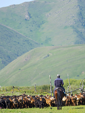 Herder on horseback drives sheep and goats. A typical farm on the Suusamyr plain, a high valley in Tien Shan Mountains. Asia, central Asia, Kyrgyzstan