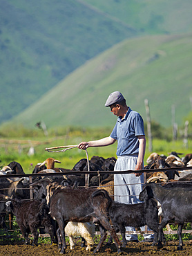 Herder with sheep and goats. A typical farm on the Suusamyr plain, a high valley in Tien Shan Mountains. Asia, central Asia, Kyrgyzstan