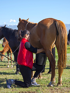 Milking a mare. Horses for the production of milk, kumys and meat. A typical farm on the Suusamyr plain, a high valley in Tien Shan Mountains. Asia, central Asia, Kyrgyzstan