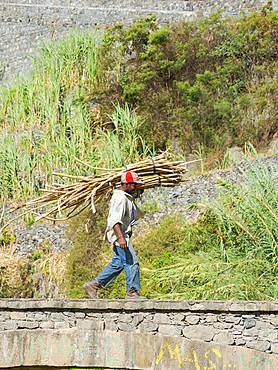 Harvesting sugarcane. Valley Ribeira do Paul on the island Santo Antao, Cape Verde in the equatorial atlantic. April