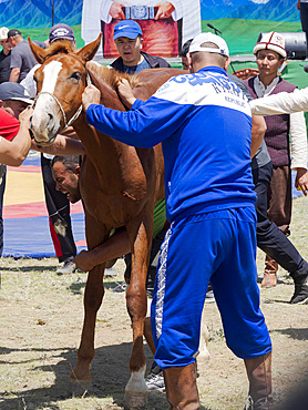 Lifting of a horse. Folk and Sport festival on the Suusamyr plain commemorating Mr Koshomkul, a sportsman and folk hero of the last century. Asia, central Asia, Kyrgyzstan