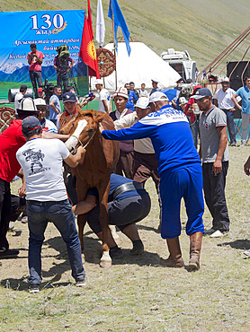 Lifting of a horse. Folk and Sport festival on the Suusamyr plain commemorating Mr Koshomkul, a sportsman and folk hero of the last century. Asia, central Asia, Kyrgyzstan