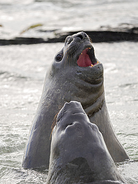 Southern elephant seal (Mirounga leonina) after harem and breeding season. Young bulls fighting and establishing pecking order. South America, Falkland Islands, January