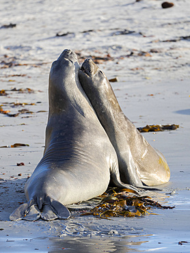 Southern elephant seal (Mirounga leonina) after harem and breeding season. Young bulls fighting and establishing pecking order. South America, Falkland Islands, January