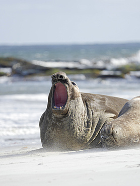 Southern elephant seal (Mirounga leonina), old bull, after harem and breeding season on the Falkland Islands. South America, Falkland Islands, January