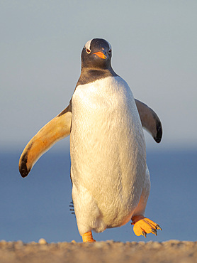 Walking to the colony. Gentoo Penguin (Pygoscelis papua) in the Falkland Islands. South America, Falkland, January