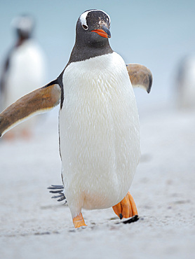 Walking to the colony over a sandy beach. Gentoo Penguin (Pygoscelis papua) in the Falkland Islands. South America, Falkland, January