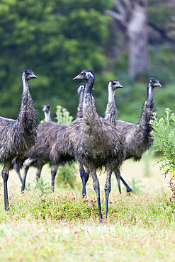 Emu (Dromaius novaehollandiae). The Emu is quite common in Australia and is also farmed commercially for meat leather and oil. Even if the Emu is similar in shape and behaviour it is only a distant relative to the African Ostrich. the emu is the biggest bird in Australia and is of mythological importance to the Aboriginies of Ausralia too. Australia, Victoria