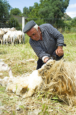 Sheep Shearing, Lotzorai and Santa Maria Navarrese, Ogliastra, Sardinia, Italy