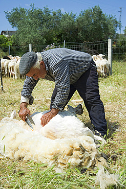 Sheep Shearing, Lotzorai and Santa Maria Navarrese, Ogliastra, Sardinia, Italy