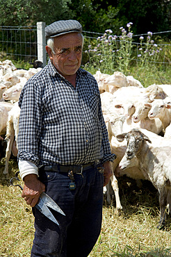 Sheep Shearing, Lotzorai and Santa Maria Navarrese, Ogliastra, Sardinia, Italy