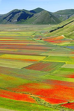 Monti Sibillini National Park, Flowering Pian Grande June, Castelluccio di Norcia, Umbria, Italy, Europe