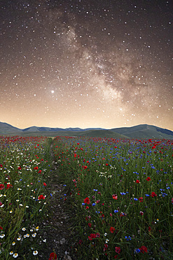 Monti Sibillini National, Park, Night Landscape, Flowering with Milky Way, Castelluccio di Norcia, Umbria, Italy, Europe