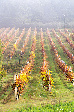 The Sagrantino Wine Route, Autumn vineyards of the Montefalco countryside, Umbria, Italy, Europe