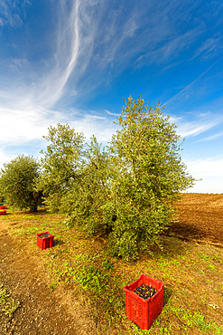 Harvesting of olives around Rome near the ancient Roman via Ardeatina, Lazio, Europe