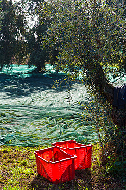 Harvesting of olives around Rome near the ancient Roman via Ardeatina, Lazio, Europe