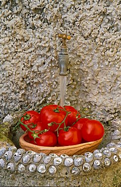 Tomatoes, Camogli, Liguria, Italy