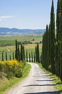 Tree lined driveway, Val d'Orcia, Tuscany, Italy, Europe 