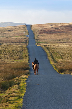 Lone Hunter, Caldbeck Fell Road, Back o'Skiddaw, Cumbria, England, United Kingdom, Europe
