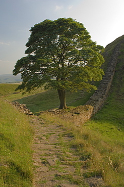 Sycamore Gap, location for scene in the film Robin Hood Prince of Thieves, Hadrian's Wall, UNESCO World Heritage Site, Nothumberland, England, United Kingdom, Europe