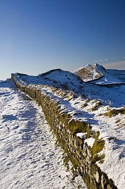 The wall snaking west from Housesteads Wood, Hadrians Wall, UNESCO World Heritage Site, Northumbria, England, United Kingdom, Europe