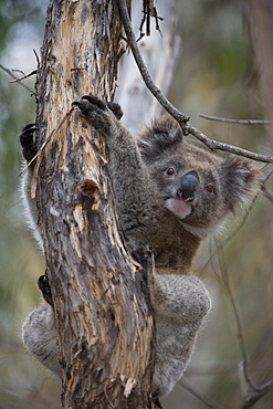 Koala (Phascolarctos cinereus), Kangaroo Island, South Australia, Australia, Pacific