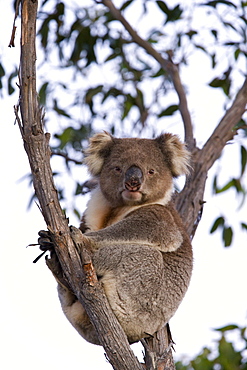 Koala (Phascolarctos cinereus), Kangaroo Island, South Australia, Australia, Pacific