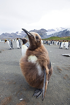 King penguin chick (Aptenodytes patagonicus), Gold Harbour, South Georgia, Antarctic, Polar Regions