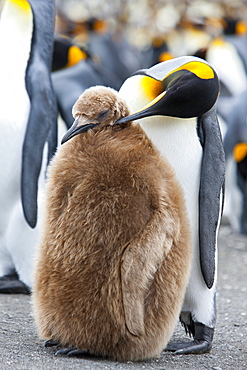 King penguin and a chick (Aptenodytes patagonicus), Gold Harbour, South Georgia, Antarctic, Polar Regions