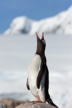 Gentoo penguin (Pygoscelis papua papua), Port Lockroy, Antarctic Peninsula, Antarctica, Polar Regions