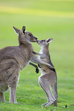 Eastern Grey Kangaroo, (Macropus giganteus), Great Ocean Road, Anglesea, Victoria, Australia