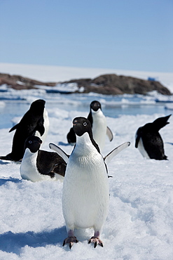 Adelie penguins (Pygoscelis adeliae), Dumont d'Urville, Antarctica, Polar Regions