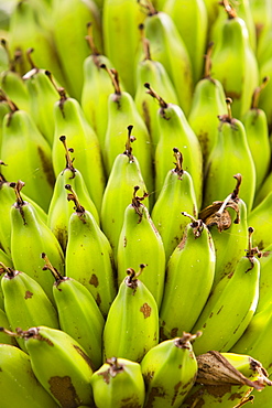 Banana tree, Kerobokan, Bali, Indonesia, Southeast Asia, Asia