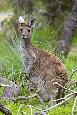 Western gray kangaroo (Macropus fuliginosus) with joey in pouch, Yanchep National Park, West Australia, Australia, Pacific