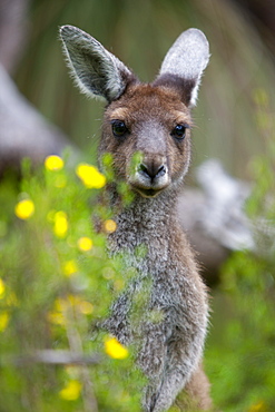 Western gray kangaroo (Macropus fuliginosus), Yanchep National Park, West Australia, Australia, Pacific