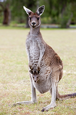 Western gray kangaroo (Macropus fuliginosus) with joey in pouch, Yanchep National Park, West Australia, Australia, Pacific