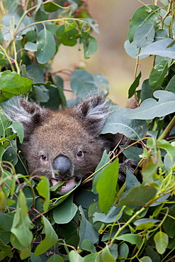 Koala (Phascolarctos cinereus) in a eucalyptus tree, Yanchep National Park, West Australia, Australia, Pacific