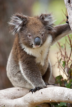 Koala (Phascolarctos cinereus) in a eucalyptus tree, Yanchep National Park, West Australia, Australia, Pacific