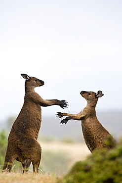 Kangaroo Island grey kangaroos (Macropus fuliginosus), Lathami Conservation Park, Kangaroo Island, South Australia, Australia, Pacific