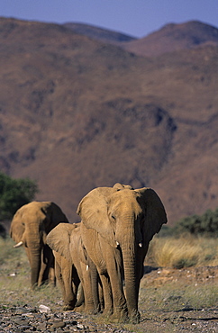 Desert-dwelling Elephant, (Loxodonta africana), Dry River, Hoanib, Kaokoland, Namibia