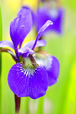 Iris, Iris sibirica, Bielefeld, Nordrhein Westfalen, Germany