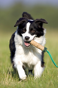 Dog, border collie, Lemgo, Germany, Europe