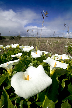 White arum lily, Araceae, Great Ocean Road, Victoria, Australia, Pacific