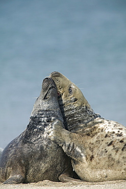 Gray seal (Halichoerus grypus), Heligoland, Germany, Europe